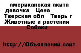 американская акита девочка › Цена ­ 80 000 - Тверская обл., Тверь г. Животные и растения » Собаки   